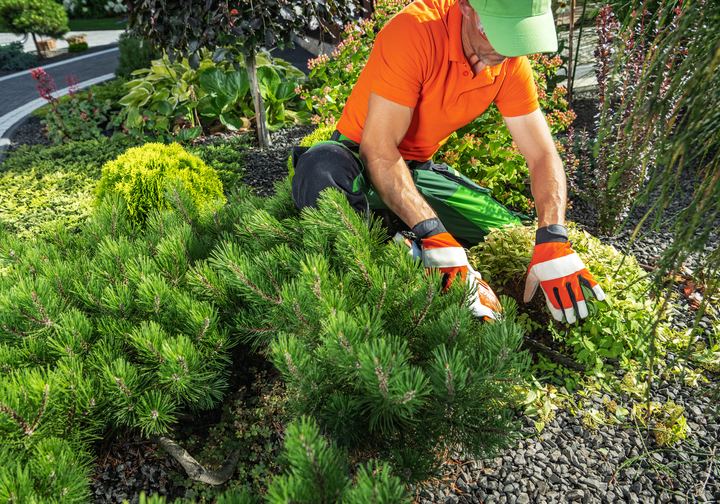 Landscaper kneeling to trim shrubs
